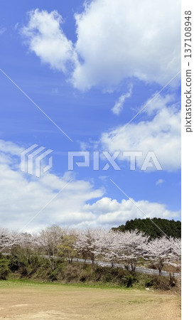 春日公園美景，藍天白雲，櫻花盛開。 137108948