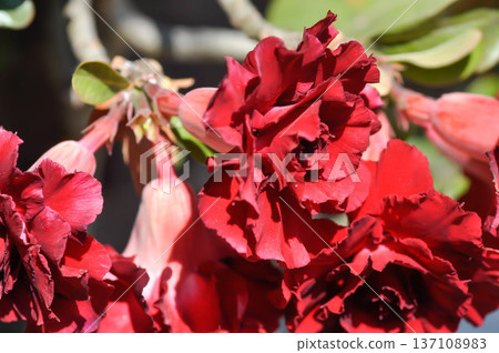 Desert rose, APOCYACEAE or Adenium obesum or Mock Azalea or Pinkbignonia or Impala lily or red flower 137108983