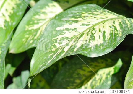 Tropic Snow,araceae or Dieffenbachia amoena or dieffenbachia seguine or Dumb cane or bicolor plant Tropic Snow,araceae or Dieffenbachia amoena or dieffenbachia seguine or Dumb cane or bicolor plant 137108985