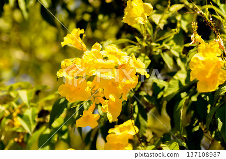 Trumpet vine, Yellow bell or Yellow elder or yellow flower Trumpet vine, Yellow bell or Yellow elder or yellow flower 137108987