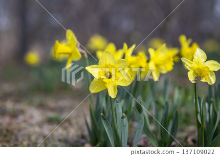 daffodil yellow flower spring february daffodil yellow flower spring february 137109022