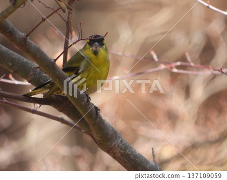 在大尾山野生鳥林拍攝到的一隻黃雀 137109059