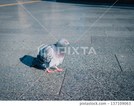 鴿子站在地上 鴿子站在地上 137109063