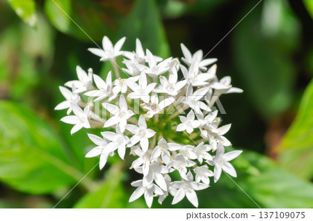 Pentas lanceolata , Egyptian star cluster or RUBIACEAE or Egyptian starcluster or Starflower or White Egyptian starcluster flowers Pentas lanceolata , Egyptian star cluster or RUBIACEAE or Egyptian starcluster or Starflower or White Egyptian starcluster flowers 137109075