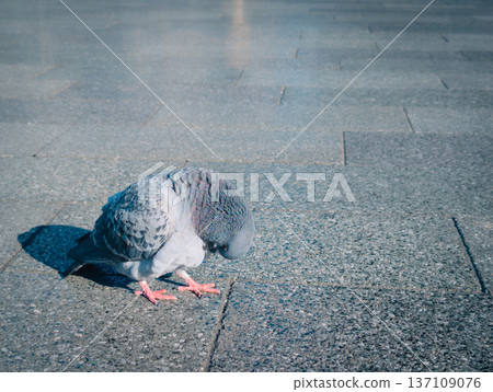 pigeon standing on the ground pigeon standing on the ground 137109076