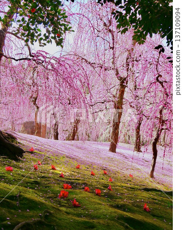 春日式庭園中垂枝梅花與凋落的山茶花 春日式庭園中垂枝梅花與凋落的山茶花 137109094