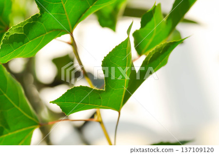 maple leaf, maple leaves or green leaf or Acer saccharum Marsh maple leaf, maple leaves or green leaf or Acer saccharum Marsh 137109120