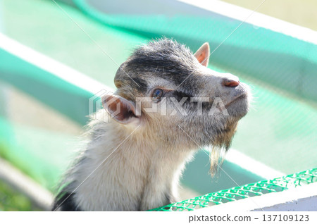 Miniature Goat, Pygmy Goat or Mini Pygmy Goat or little goat Miniature Goat, Pygmy Goat or Mini Pygmy Goat or little goat 137109123