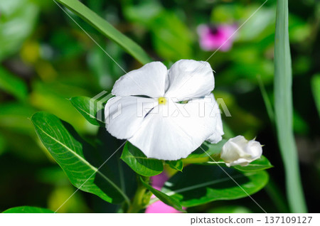 Catharanthus roseus G Don ,APOCYNACEAE or Madagascar periwinkle or Vinca or Old maid flower Catharanthus roseus G Don ,APOCYNACEAE or Madagascar periwinkle or Vinca or Old maid flower 137109127
