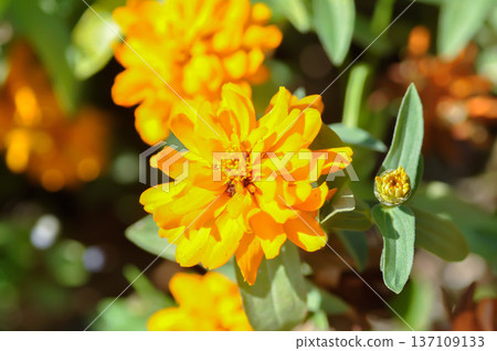 Zinnia violacea Cav, Z violacea or Plantae, Asteraceae or Magnoliopsida or Zinnia violacea or yellow flower Zinnia violacea Cav, Z violacea or Plantae, Asteraceae or Magnoliopsida or Zinnia violacea or yellow flower 137109133