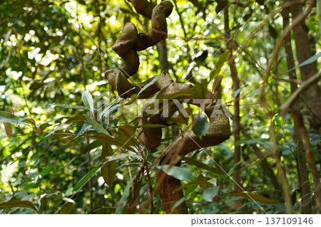 Twisted Liana Vine in Lush Tropical Rainforest Twisted Liana Vine in Lush Tropical Rainforest 137109146