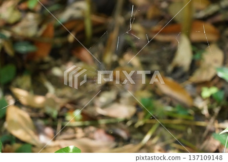 Intricate Spiderweb with Orb-weaver in Forest Undergrowth Intricate Spiderweb with Orb-weaver in Forest Undergrowth 137109148