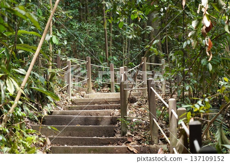 Lush Tropical Forest Path Steps and Green Foliage 137109152