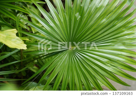 Vibrant Green Chinese Fan Palm Leaf Texture Background Vibrant Green Chinese Fan Palm Leaf Texture Background 137109163
