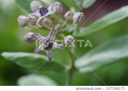 Vibrant Purple Crown Flower Bloom in Natural Light Vibrant Purple Crown Flower Bloom in Natural Light 137109171