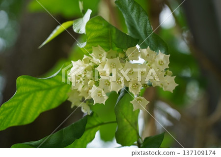 Starry White Tonkin Jasmine Flowers in Lush Greenery Starry White Tonkin Jasmine Flowers in Lush Greenery 137109174