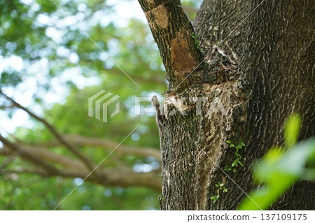 Oriental Garden Lizard Blending on Tree Trunk, Natural Habitat Oriental Garden Lizard Blending on Tree Trunk, Natural Habitat 137109175