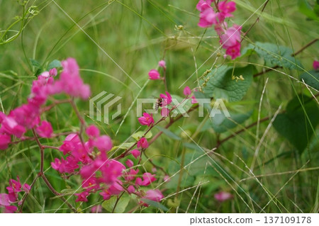 Honey Bee Collecting Nectar from Pink Coral Vine Flowers 137109178