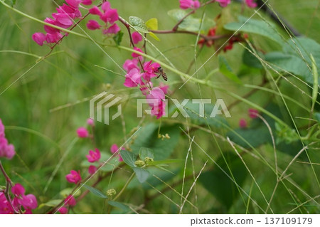 Vibrant Pink Coral Vine Flowers and a Pollinating Bee Vibrant Pink Coral Vine Flowers and a Pollinating Bee 137109179