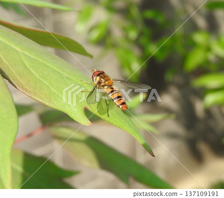 A slender-headed fly resting on a peony leaf A slender-headed fly resting on a peony leaf 137109191
