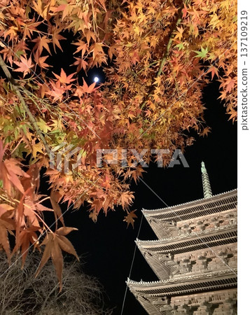 秋葉與燈火輝煌的五層寶塔 137109219