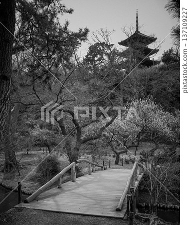 三溪園 - 梅樹林與木橋 - 早春黑白風景,遠眺橫濱三重塔 三溪園 - 梅樹林與木橋 - 早春黑白風景,遠眺橫濱三重塔 137109227