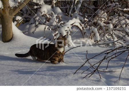 Tabby cat walking through a snow-covered garden on a bright winter day, exploring pristine white drifts among bare bushes and branches, calm and curious outdoors. 137109231