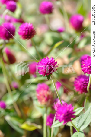 Amaranthaceae, Bachelors button or Globe Amaranthus or Gomphrena globosa L or fuchsia color flower 137109506