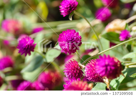 Amaranthaceae, Bachelors button or Globe Amaranthus or Gomphrena globosa L or fuchsia color flower Amaranthaceae, Bachelors button or Globe Amaranthus or Gomphrena globosa L or fuchsia color flower 137109508