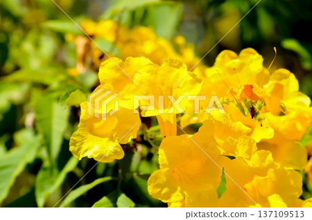 Trumpet vine, Yellow bell or Yellow elder or yellow flower Trumpet vine, Yellow bell or Yellow elder or yellow flower 137109513