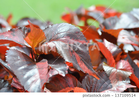 Acalypha wilkesiana , Copperleaf or Beefsteak plant or Fire dragon plant or brown plant Acalypha wilkesiana , Copperleaf or Beefsteak plant or Fire dragon plant or brown plant 137109514