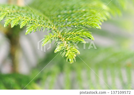 Araucaria cunninghamii, Araucaria heterophylla or Araucaria heterophylla Salisb Franco or Araucariaeae or Hoop pine or House Pine or Norfolk Island Pine or pine tree 137109572