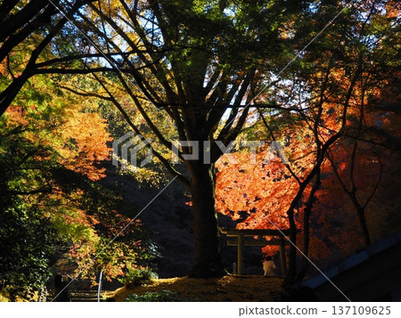 Autumn leaves at Enmeiji Temple in Kawachinagano City Autumn leaves at Enmeiji Temple in Kawachinagano City 137109625