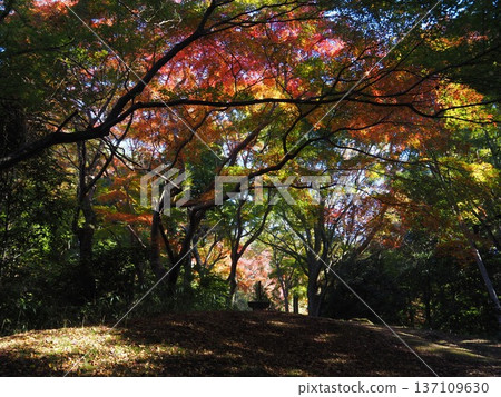 河中長野市圓明寺的秋葉 河中長野市圓明寺的秋葉 137109630