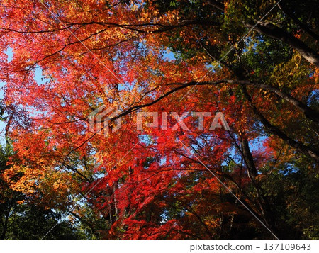 Autumn leaves at Enmeiji Temple in Kawachinagano City Autumn leaves at Enmeiji Temple in Kawachinagano City 137109643