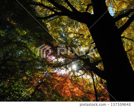 河中長野市圓明寺的秋葉 河中長野市圓明寺的秋葉 137109648
