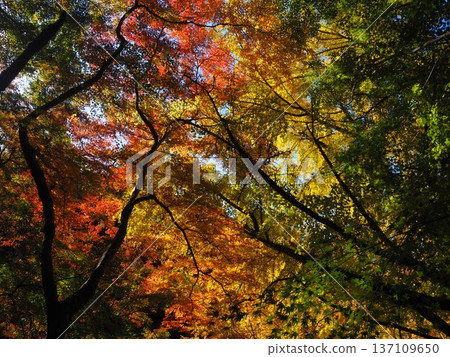 Autumn leaves at Enmeiji Temple in Kawachinagano City 137109650