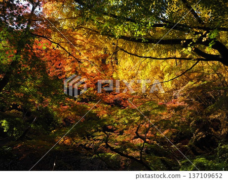 Autumn leaves at Enmeiji Temple in Kawachinagano City Autumn leaves at Enmeiji Temple in Kawachinagano City 137109652