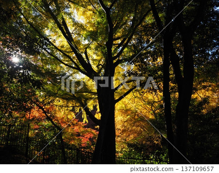 Autumn leaves at Enmeiji Temple in Kawachinagano City 137109657