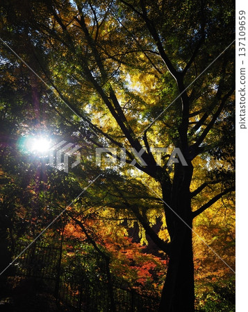河中長野市圓明寺的秋葉 河中長野市圓明寺的秋葉 137109659