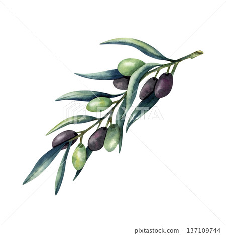 Olive branch with green and black fruits isolated on white background. Olive branch with green and black fruits isolated on white background. 137109744