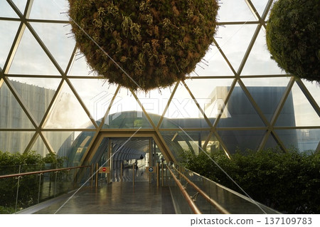 Architectural Marvels Featuring Tillandsia Air Plants Architectural Marvels Featuring Tillandsia Air Plants 137109783