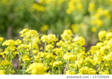 油菜花春季黃二月[神奈川縣] 137109884