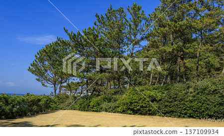 Early spring at Hayama Shiosai Park Early spring at Hayama Shiosai Park 137109934