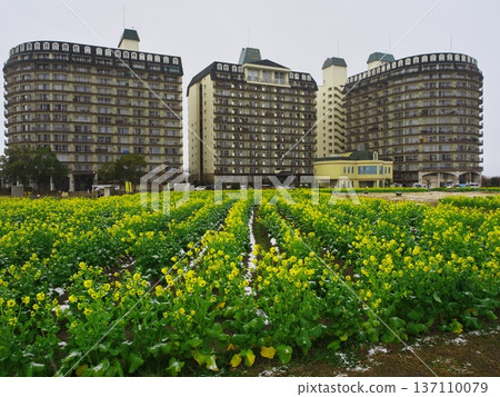 冬季的琵琶湖、雪景渚公園、琵琶湖都會度假區和早春盛開的油菜花田 137110079