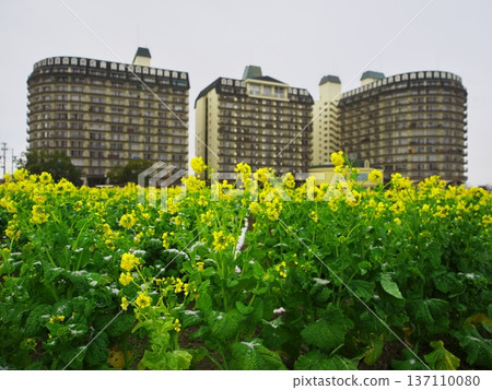 Lake Biwa in winter, Snowy First Nagisa Park, Lake Biwa Urban Resort, and early-blooming rapeseed flower fields 137110080