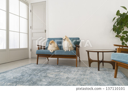 與狗狗一起生活：客廳圖片，兩隻博美犬並排坐在沙發上。 137110101