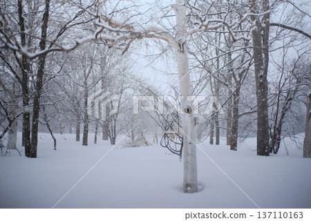 冬日雪景,白樺樹屹立於暴風雪中。 冬日雪景,白樺樹屹立於暴風雪中。 137110163