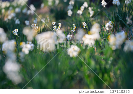 White flowers of narcissus blooming in spring park White flowers of narcissus blooming in spring park 137110255