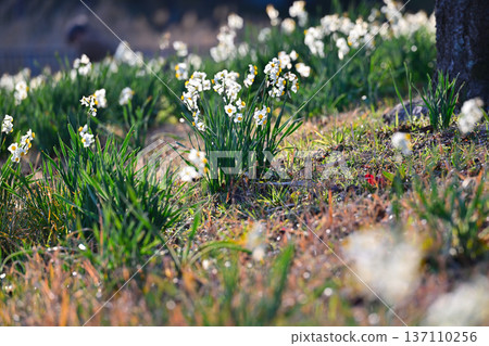 White flowers of narcissus blooming in spring park 137110256